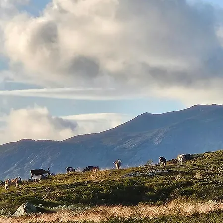 Mountain At 1000m At 別荘